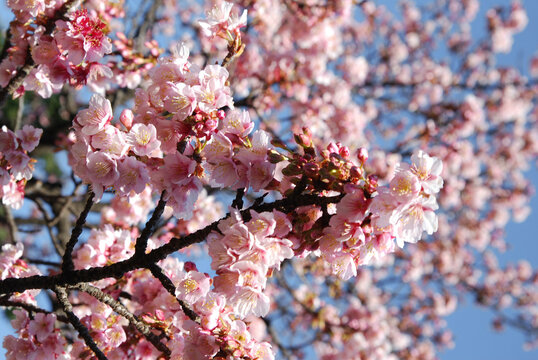 A close-up of light pink cherry blossom sakura flowers  with a blue background