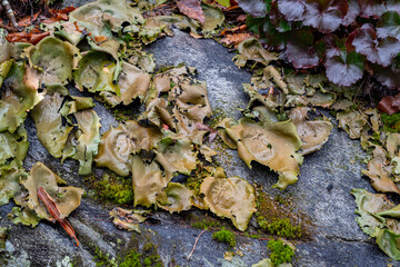 Smooth rock tripe lichen (Umbilicaria mammulata) on rock, Appalachian mountains, North Carolina