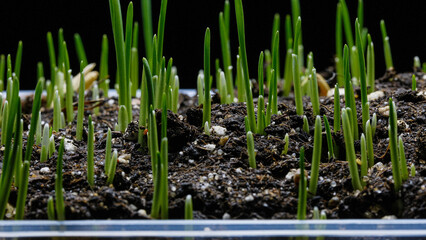 Obraz premium Oat Grass growing on black background. Germination and growth of grass