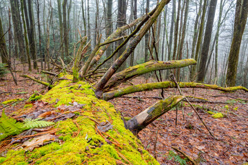 Fototapeta premium Fallen green-moss-covered hemlock pine logs decaying in mist and fog, quiet Appalachian forest