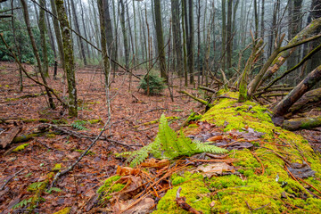 Fallen green-moss-covered hemlock pine logs decaying in mist and fog, quiet Appalachian forest