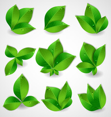 Set of realistic collection of green leaves. Vector illustration