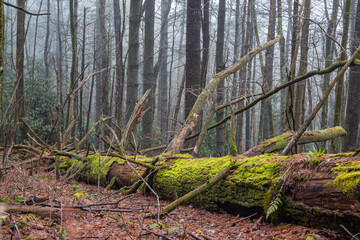 Fallen green-moss-covered hemlock pine logs decaying in mist and fog, quiet Appalachian forest
