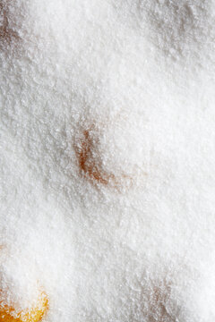 Salt Cured Egg Yolk