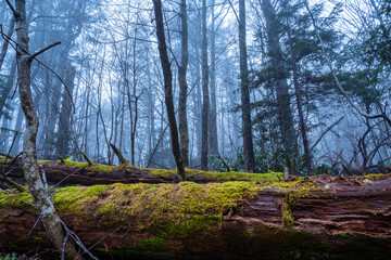 Fallen green-moss-covered hemlock pine logs decaying in mist and fog, quiet Appalachian forest