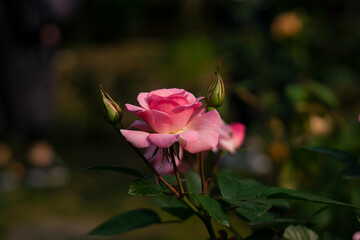 pink rose in the garden