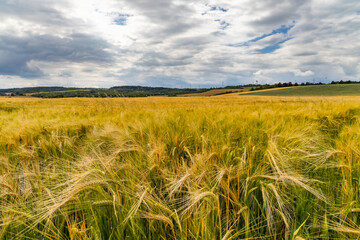 Rye sown just before the harvest, Western Bohemia, Czech Republic