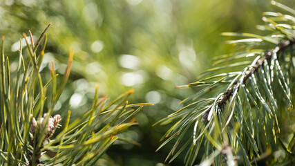 Green natural forest background. Green needles of spruce, pine on a green background with sun glare in selective focus on a blurred background.