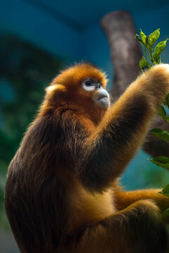 Golden monkey