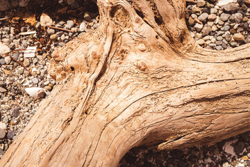 wood grain of drift wood on beach 
