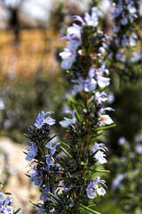 Rosmarinus Officinalis plant in the garden