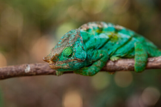 A Colorful Chameleon in Repose