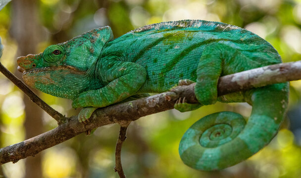 A Chameleon with Coiled Tail