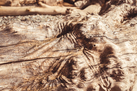 drift wood texture and grain 