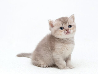 small British kitten sits on a white blanket.