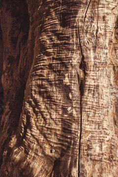 texture of wood grain on drift wood 
