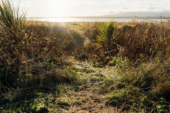Wild Path to the Beach