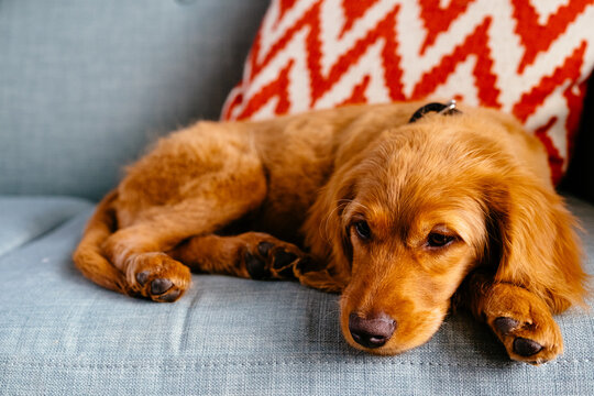 Mini Golden Doodle puppy lying on blue couch