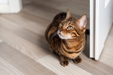 Portrait of a domestic Bengal cat. The kitten sits in a light interior near the door.