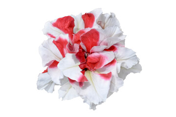 White and red petunia flower isolated on white