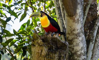 tucano do bico verde - green billed toucan