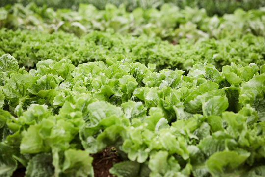 Rows of lettuce greens