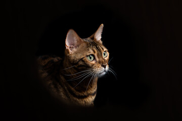 Portrait of a Bengal domestic cat on a black background.