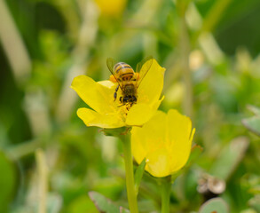 let's take a bee moment