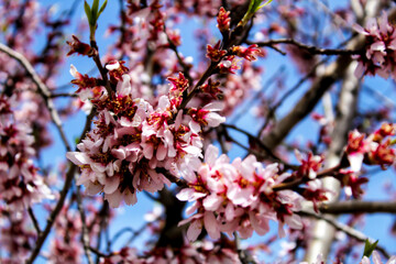 Pink Almond trees in bloom under blue sky