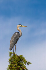 Gray heron in Parco Naturale della Maremma, Tuscany, Italy