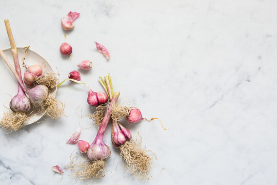 Garlic Bulbs Still Life