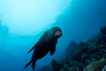 The Galápagos sea lion (Zalophus wollebaeki) showing his moves to a diver, at Wolf Island, Galapagos