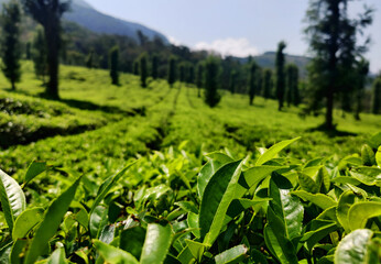 Fototapeta na wymiar green tea plantation, tea garden in Kerala, beautiful view of the tea plants