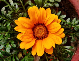 Gazania linearis,Gazania linearis is a species of flowering plant in the daisy family known by the common name treasure flower.