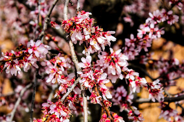 Pink Almond trees in bloom under blue sky