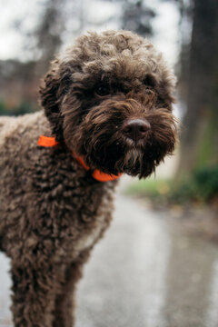 Trained Dog Breed Lagotto Romagnolo In Nature.