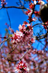 Pink Almond trees in bloom under blue sky