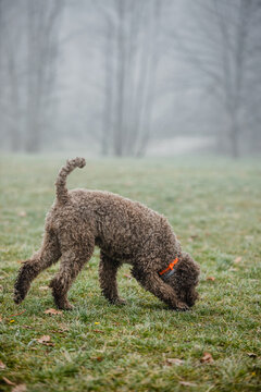 Trained Dog Breed Lagotto Romagnolo In Nature.