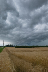 Heavy dark thunderstorm clouds over yellow wheat rye fields landscape. Severe weather, hurricane, heavy rain, strong winds, tornadoes concept. Ontario, Canada.