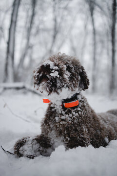 Trained Dog Breed Lagotto Romagnolo In Nature.