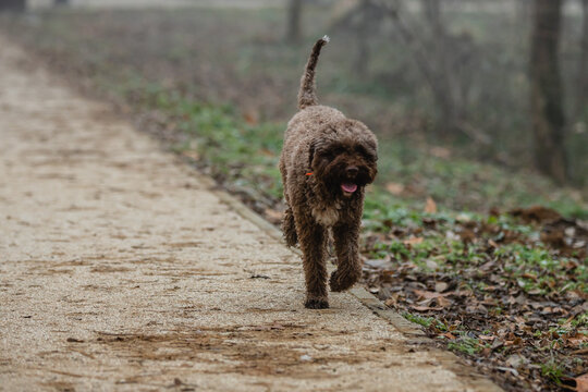 Trained Dog Breed Lagotto Romagnolo In Nature.