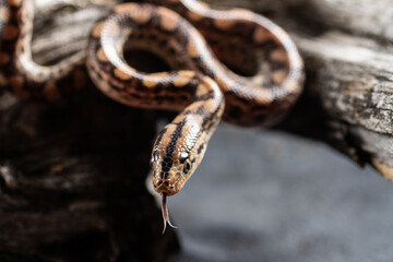 Poisonous Wild Snake close up