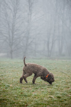 Trained Dog Breed Lagotto Romagnolo In Nature.