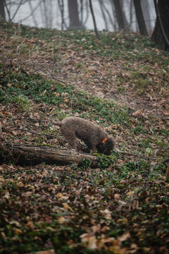 Trained Dog Breed Lagotto Romagnolo In Nature.