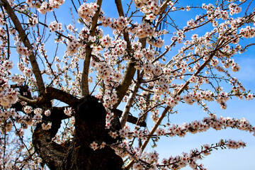 Almond trees in bloom under blue sky