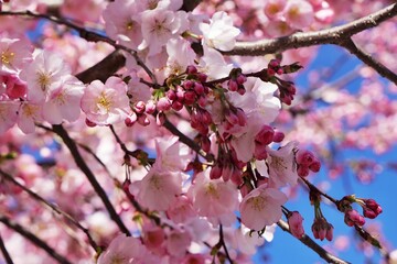 Ciliegi in fiore