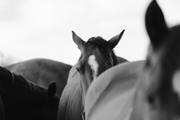 Horse head within herd of mare horses in black and white.
