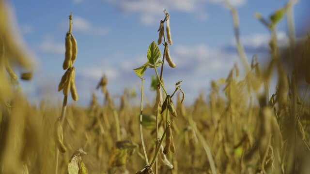 field soybeans in autumn almost ready for harvesting yellow green