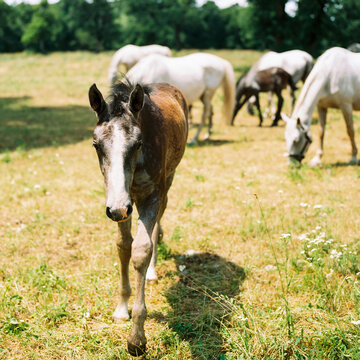 Baby Horse in Lipica