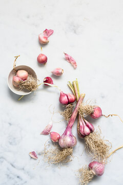 Garlic Bulbs Still Life